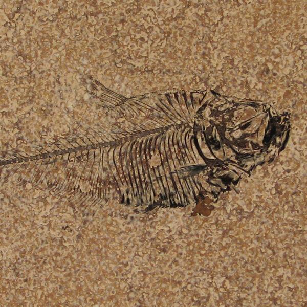 Fossil Tile (Honed) DR88_H114