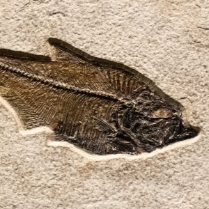 Fossil Tile (Natural) DR88_N168