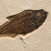 Fossil Tile (Natural) DR88_N205 3