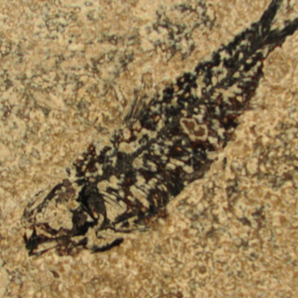 Fossil Tile (Honed) KL66_H127