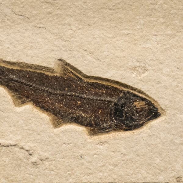Fossil Tile (Natural) KR48_N209