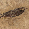 Fossil Tile (Honed) KR66_H126 3