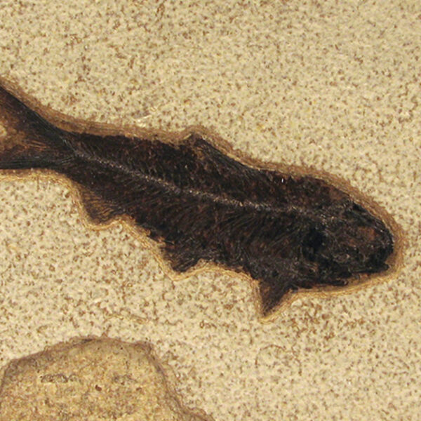 Fossil Tile (Natural) KR66_N075