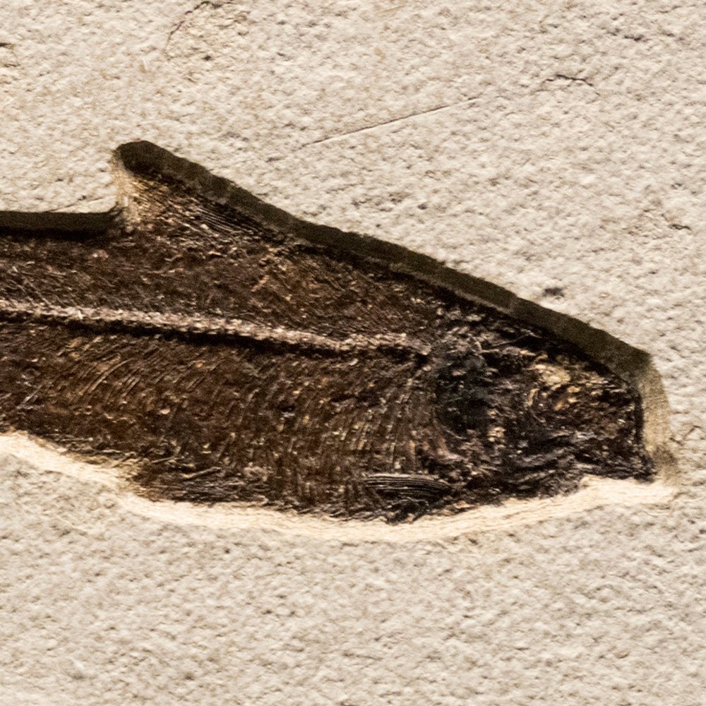Fossil Tile (Natural) KR88_N169