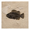 Fossil Tile (Natural) PL88_N165