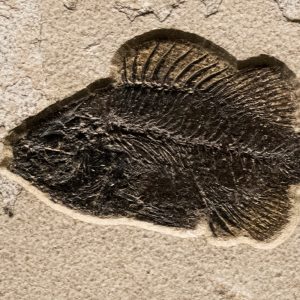 Fossil Tile (Natural) PL88_N165