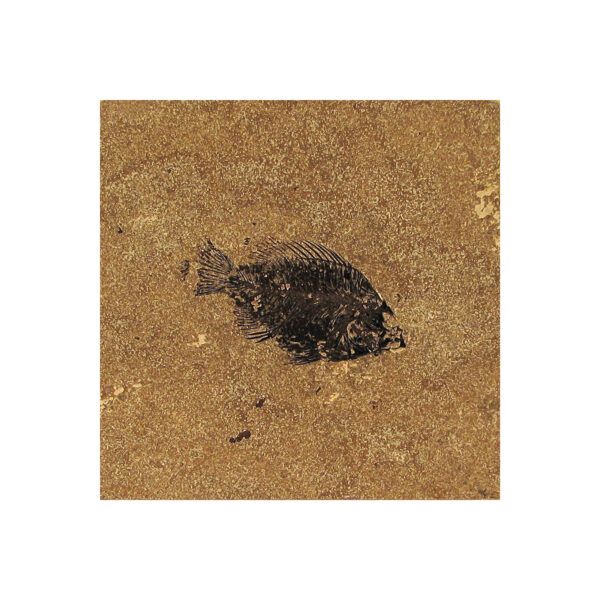 Fossil Tile (Honed) PR88_H062