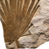 Fossil Mural Q080814003am 3