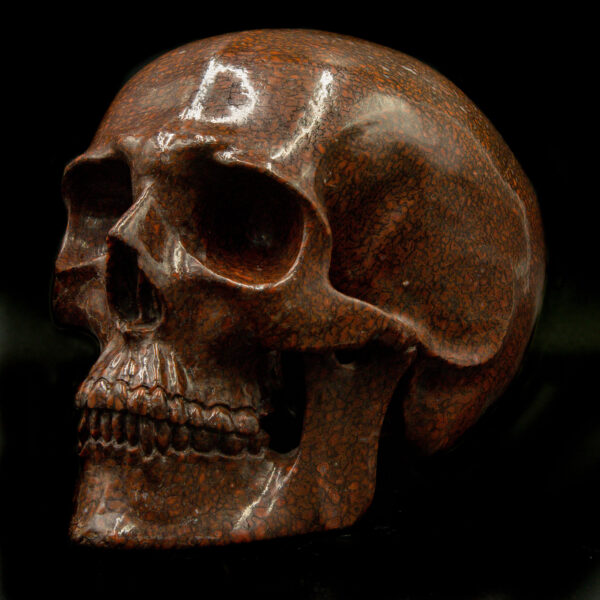 Dino Bone Brown Skull