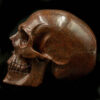 Dino Bone Brown Skull 3