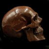 Dino Bone Brown Skull 5